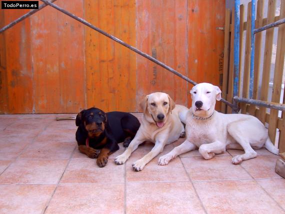 Foto del perro Kelly, martina y laika