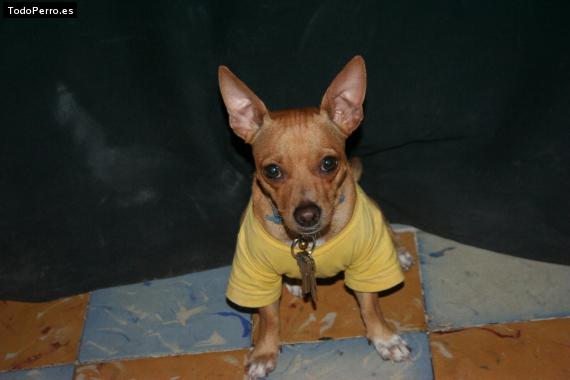 Foto del perro Coqueta