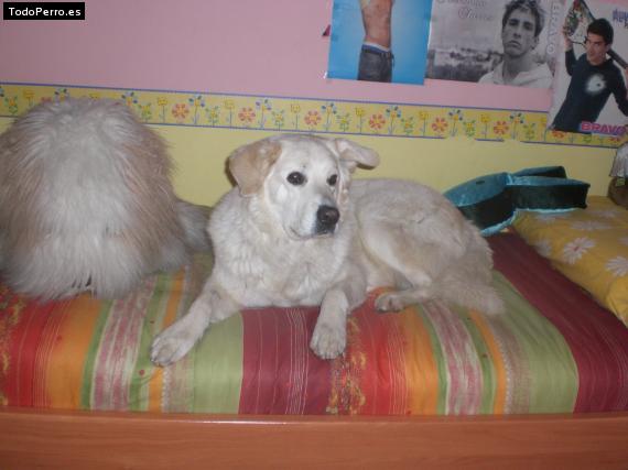 Foto del perro Niebla