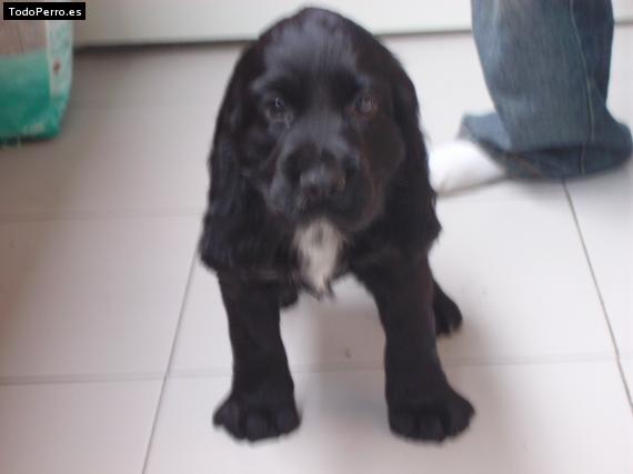 Foto del perro Samy