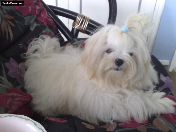 Foto del perro Salomon