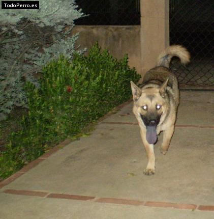 Foto del perro Negrito