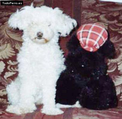 Foto del perro Chapiz