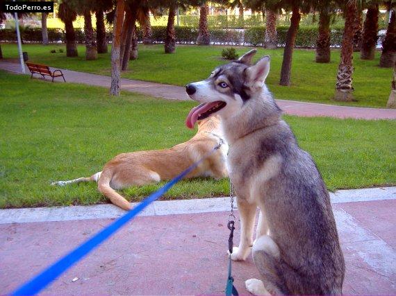 Foto del perro Camila