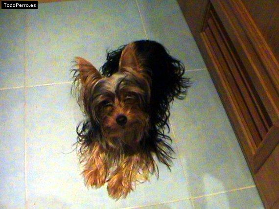 Foto del perro Hiru