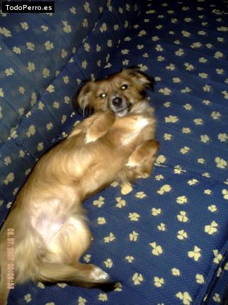 Foto del perro Tara