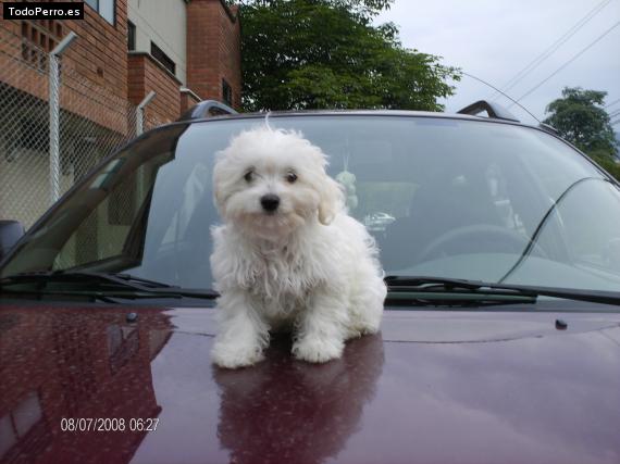 Foto del perro Matheo