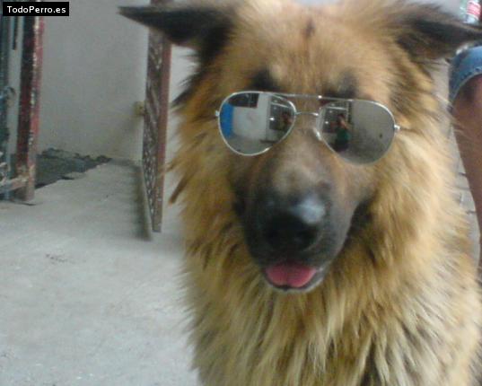 Foto del perro Taizon