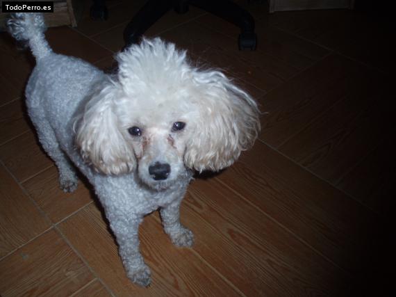 Foto del perro Indira