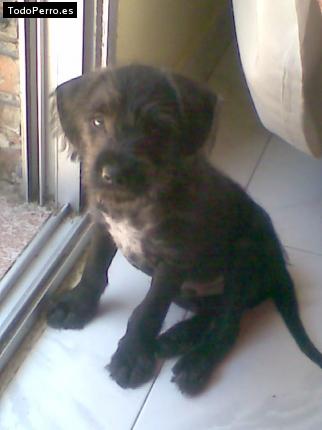 Foto del perro Sancho