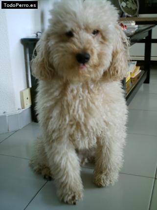 Foto del perro Ninu