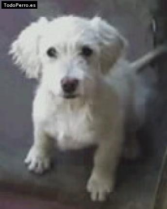 Foto del perro Chucky