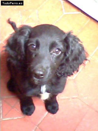 Foto del perro Neron