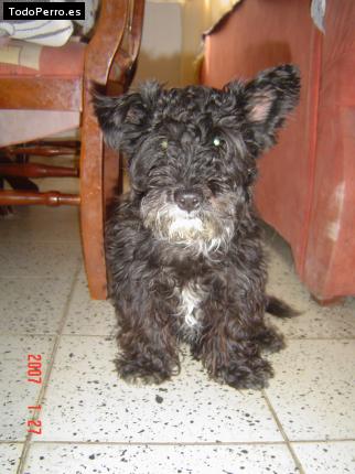 Foto del perro Tobias