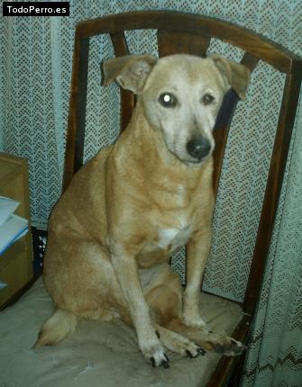Foto del perro Cachuni