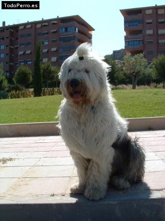 Foto del perro Beethoven