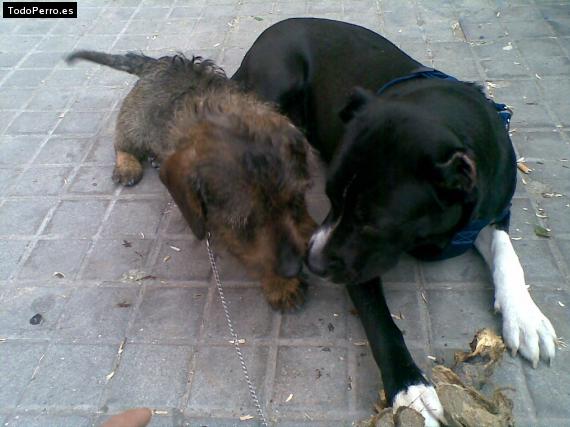 Foto del perro Dino y xula