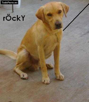 Foto del perro Rokcy