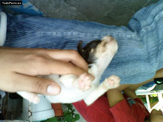 Foto del perro Capuchino