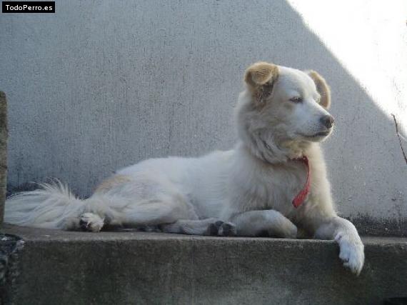 Foto del perro Camila