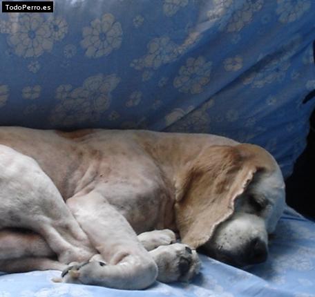 Foto del perro Sol