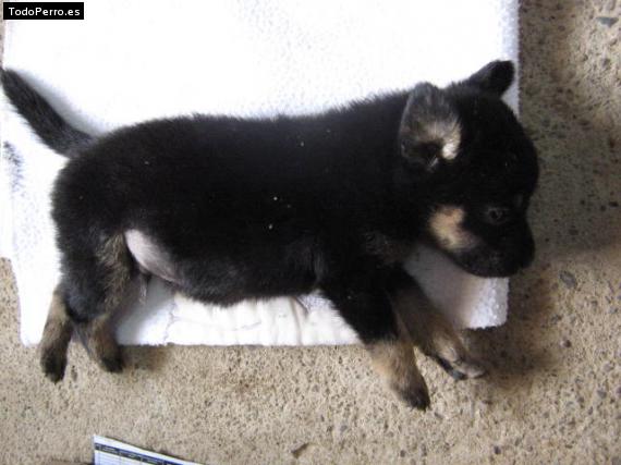 Foto del perro Chatto
