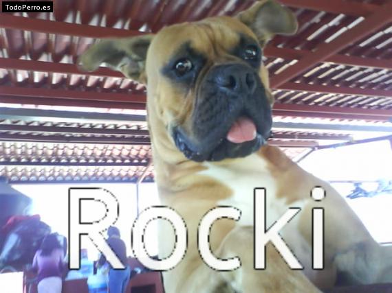 Foto del perro Rocki