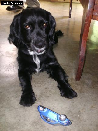 Foto del perro Scott benjamin