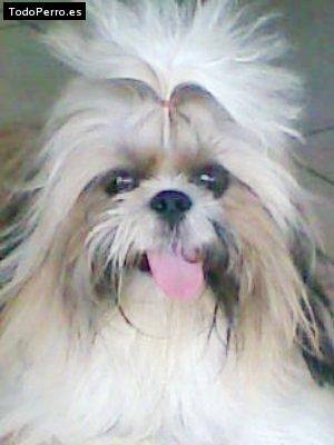Foto del perro Niño