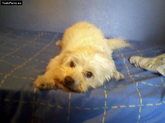Foto del perro Scotty
