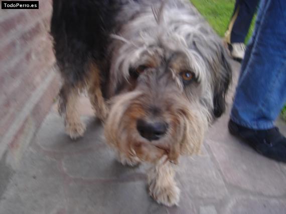 Foto del perro Ramiro