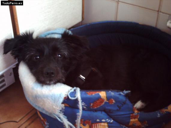 Foto del perro Tristan