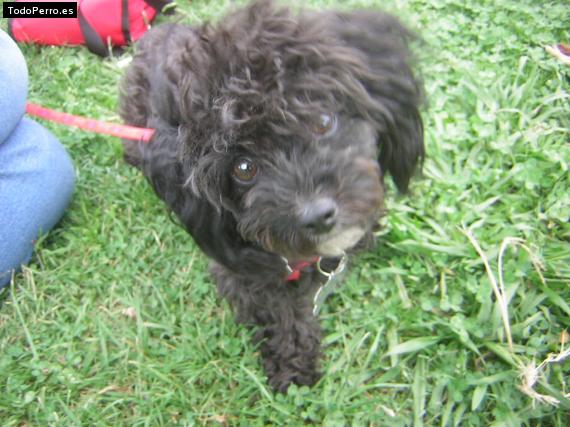 Foto del perro Chiki