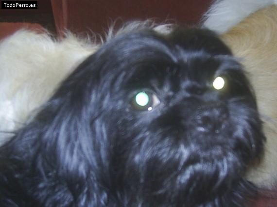 Foto del perro Chicho