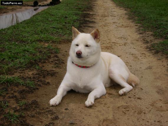 Foto del perro Yaiko