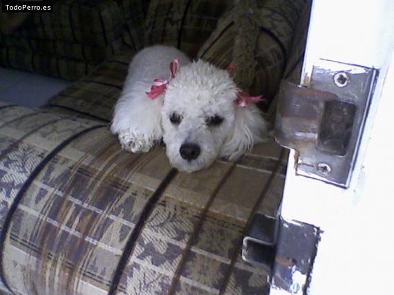Foto del perro Shakira
