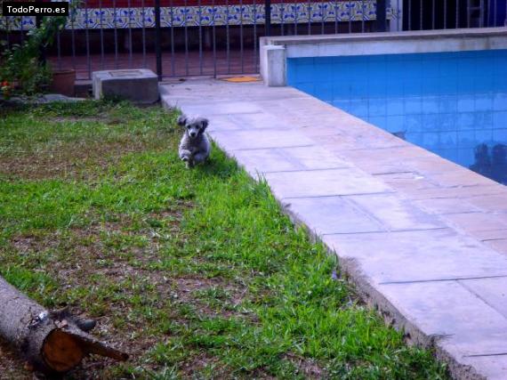 Foto del perro Jannie