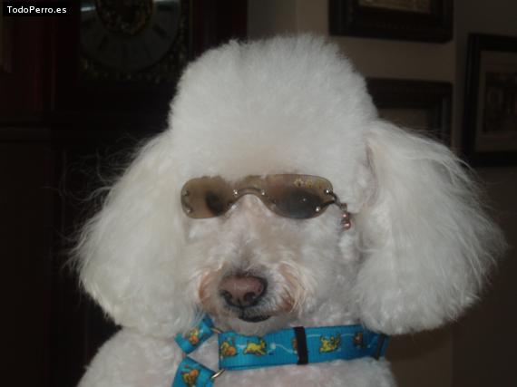Foto del perro Sara