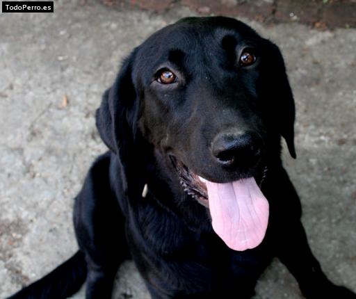 Foto del perro Sopa