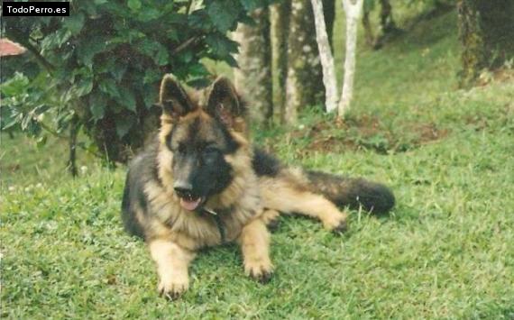 Foto del perro Thunder