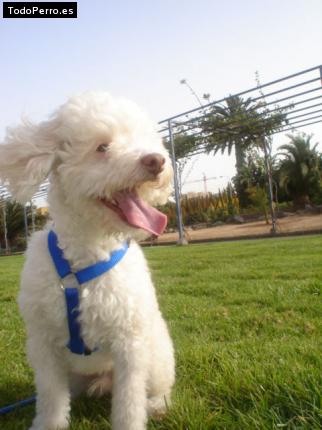 Foto del perro Shiva