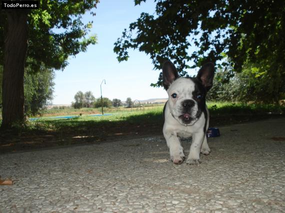 Foto del perro Coco