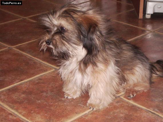 Foto del perro Chiqui