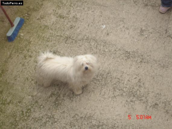 Foto del perro Troy