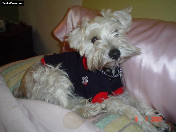 Foto del perro Scampy