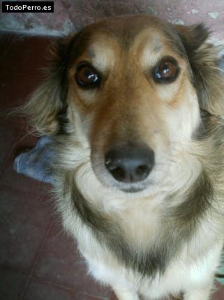Foto del perro Chona