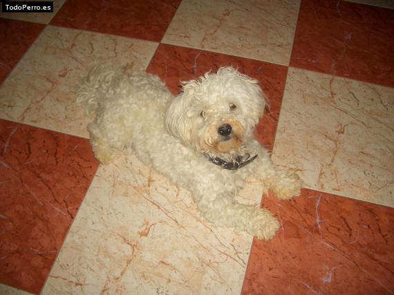Foto del perro Rufo