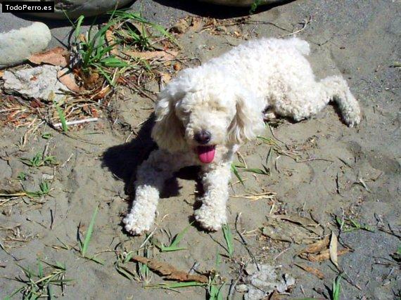 Foto del perro Tammy