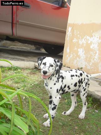 Foto del perro Princesa