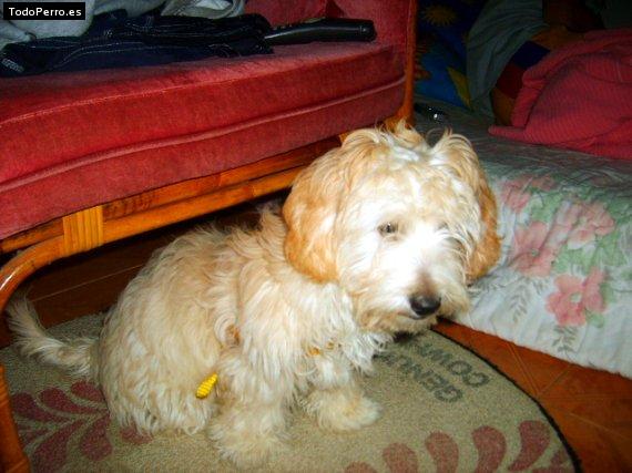 Foto del perro Radix